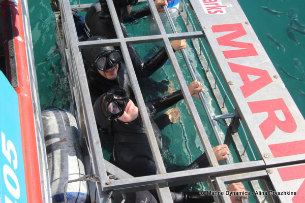 Shark cage diving, GAnsbaai, South Africa